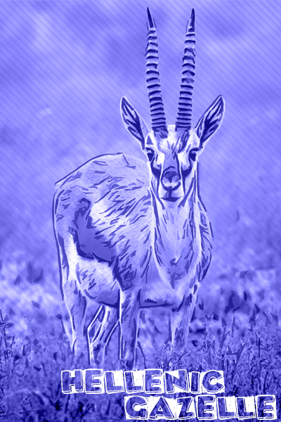Hellenic Gazelle