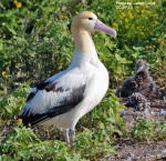 L-39C "Albatros" random flight mission