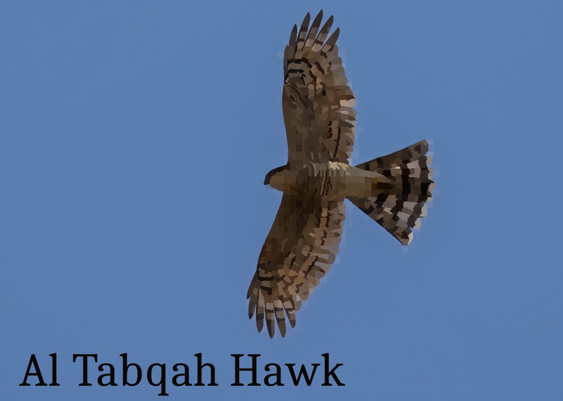 Al Tabqah Hawk